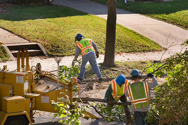  Mattawan, MI Tree Services Pros