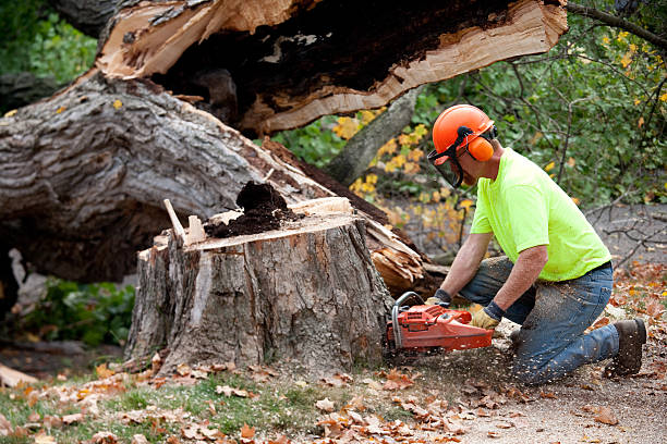 Best Tree Risk Assessment  in Mattawan, MI